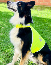 Korntex - Stretchy Hi-Vis Safety Vest For Dogs Buenos Aires Signal Yellow /Titelbild